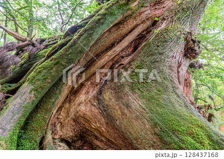 屋久杉二代大杉　屋久島白谷雲水峡(9月) 128437168