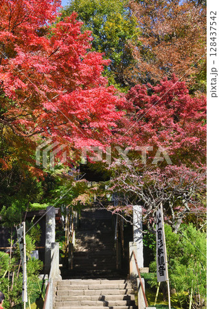 鎌倉　杉本寺　美しい紅葉　（神奈川県鎌倉市） 128437542