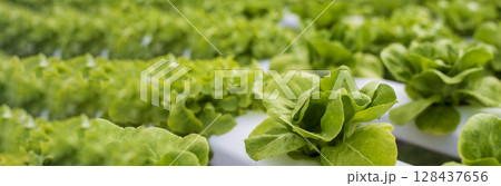 Banner fresh organic hydroponic vegetable plantation produce green salad hydroponic farm. Panorama Green oak lettuce salad in Organic Farm. Salad farm vegetable green oak lettuce with copy space Banner fresh organic hydroponic vegetable plantation produce green salad hydroponic farm. Panorama Green oak lettuce salad in Organic Farm. Salad farm vegetable green oak lettuce with copy space 128437656