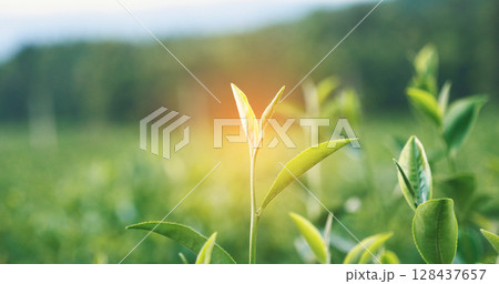 Green tea tree leaves camellia sinensis in organic farm sunlight. Fresh young tender bud herbal farm on summer morning. Sunlight Green tea tree plant. Close up Tree tea plant green nature in morning 128437657