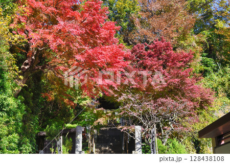 鎌倉　杉本寺　美しい紅葉　（神奈川県鎌倉市） 128438108