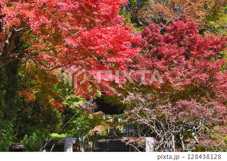 鎌倉　杉本寺　美しい紅葉　（神奈川県鎌倉市） 128438128