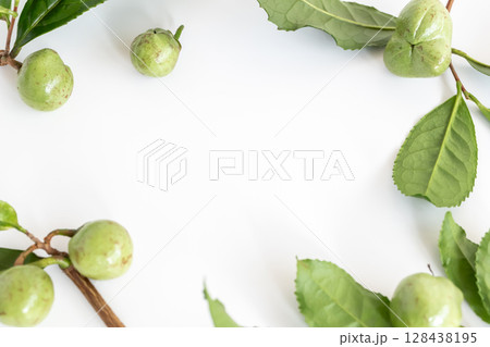 茶の実 お茶の木の種 茶の実 お茶の木の種 128438195