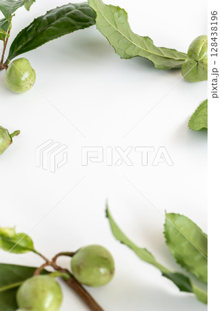 茶の実　お茶の木の種 128438196