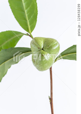 茶の実 お茶の木の種 茶の実 お茶の木の種 128438199