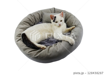 White cat lying in comfortable pet bed isolated on white background 128438287