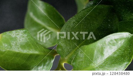 Green leaf. Water texture. Defocused nature color plant rain drop liquid moving on abstract creative tropical environmental background. Green leaf. Water texture. Defocused nature color plant rain drop liquid moving on abstract creative tropical environmental background. 128438480