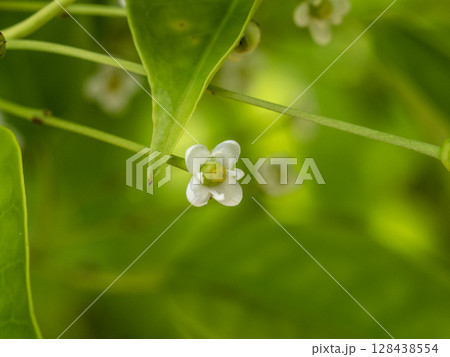 ソヨゴの花 128438554