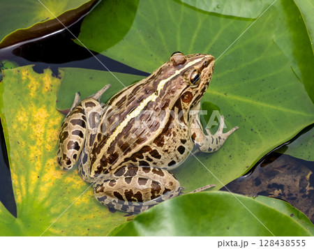睡蓮の葉の上にいるトノサマガエル 128438555