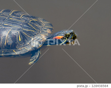 水面から顔を出すミシシッピアカミミガメ 128438564