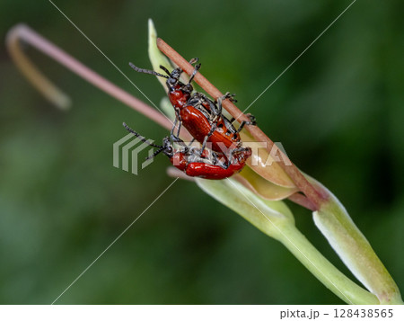 ユリの害虫であるユリクビナガハムシ 128438565