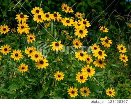 ルドベキアの花 ルドベキアの花 128438567