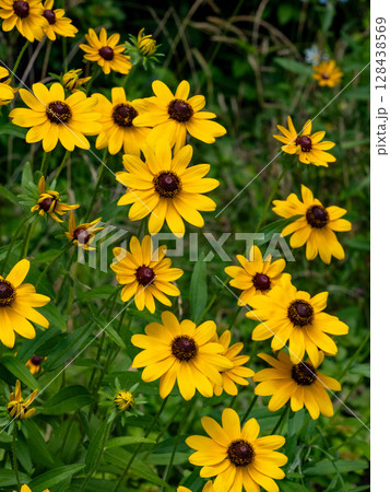 ルドベキアの花 128438569