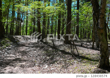 山中湖　文学の森公園の景色 128438574