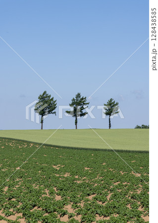 北海道女満別メルヘンの丘の風景 北海道女満別メルヘンの丘の風景 128438585