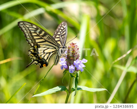 カゴソウ（ウツボグサ）の花にとまるアゲハチョウ 128438695