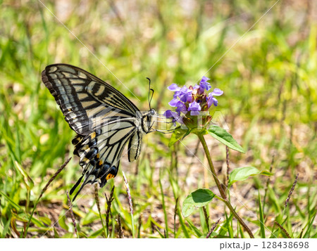 カゴソウ(ウツボグサ)の花にとまるアゲハチョウ カゴソウ(ウツボグサ)の花にとまるアゲハチョウ 128438698