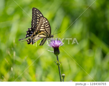 アザミの花にとまるアゲハチョウ 128438703