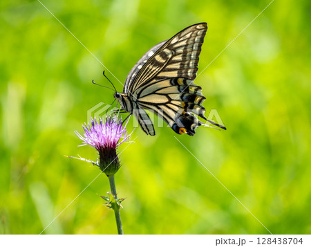 アザミの花にとまるアゲハチョウ 128438704