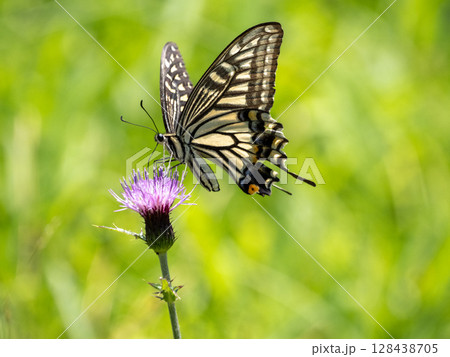 アザミの花にとまるアゲハチョウ アザミの花にとまるアゲハチョウ 128438705
