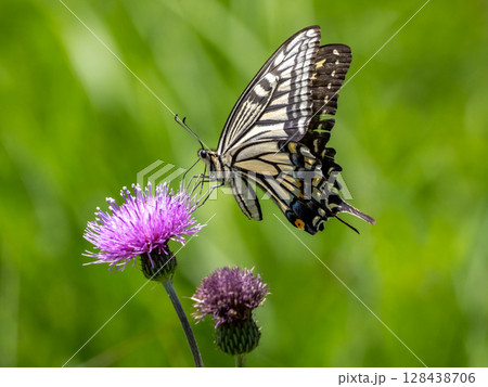 アザミの花にとまるアゲハチョウ 128438706
