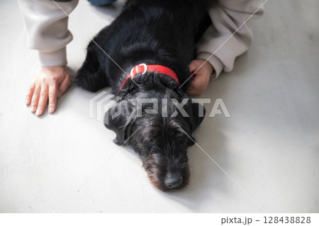 リビングで大型犬と一緒に家で暮らす飼い主　目指せ！リビングフリーわんちゃん	 128438828