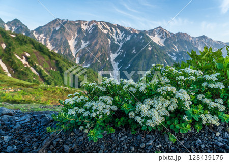 朝の八方山と八方池風景 128439176