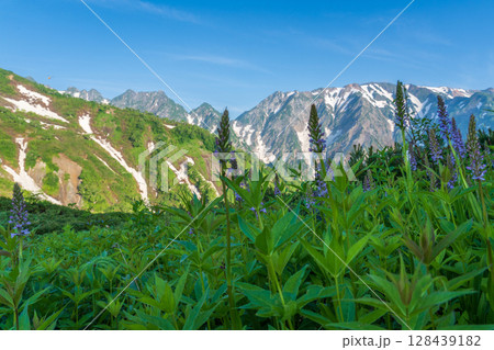 朝の八方山と八方池風景 128439182