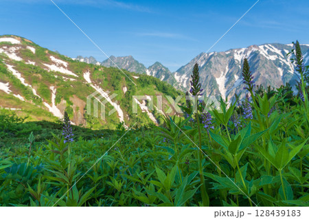 朝の八方山と八方池風景 128439183