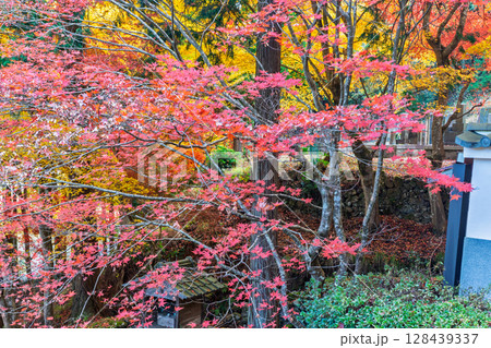 紅葉真っ盛りの京都府京丹波町にある曹洞宗玉雲寺を撮影 128439337