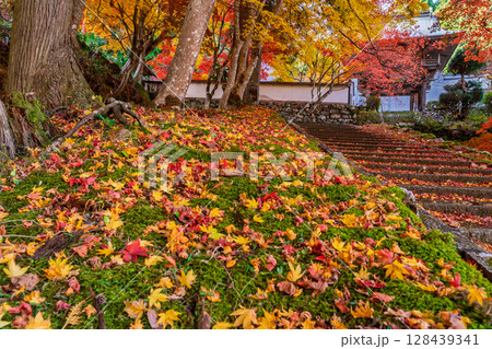 紅葉真っ盛りの京都府京丹波町にある曹洞宗玉雲寺を撮影 128439341