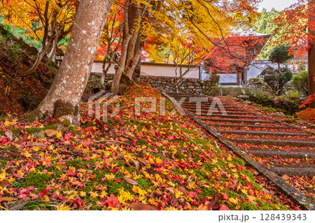 紅葉真っ盛りの京都府京丹波町にある曹洞宗玉雲寺を撮影 128439343