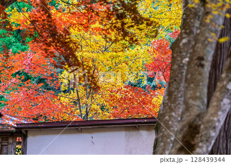 紅葉真っ盛りの京都府京丹波町にある曹洞宗玉雲寺を撮影 紅葉真っ盛りの京都府京丹波町にある曹洞宗玉雲寺を撮影 128439344