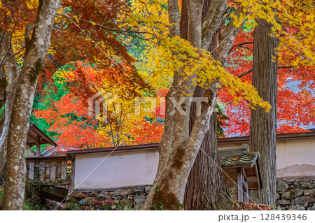 紅葉真っ盛りの京都府京丹波町にある曹洞宗玉雲寺を撮影 128439346