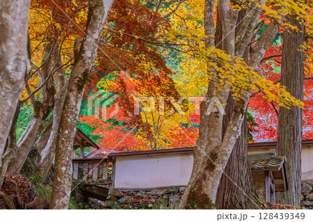 紅葉真っ盛りの京都府京丹波町にある曹洞宗玉雲寺を撮影 128439349