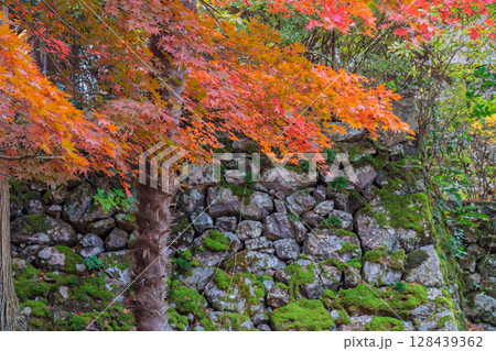 紅葉真っ盛りの京都府京丹波町にある曹洞宗玉雲寺を撮影 128439362