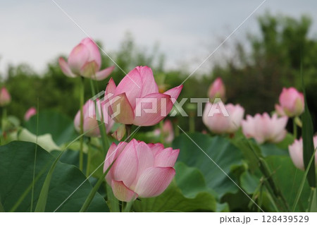 蓮の花のある風景 夏の日 蓮の花のある風景 夏の日 128439529