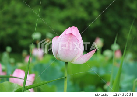 蓮の花のある風景　夏の日 128439531