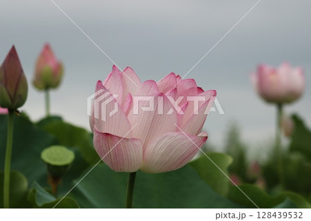 蓮の花のある風景　夏の日 128439532