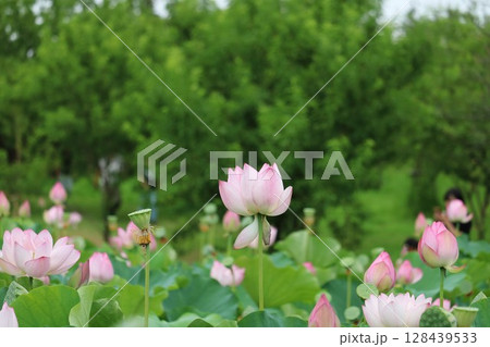 蓮の花のある風景　夏の日 128439533