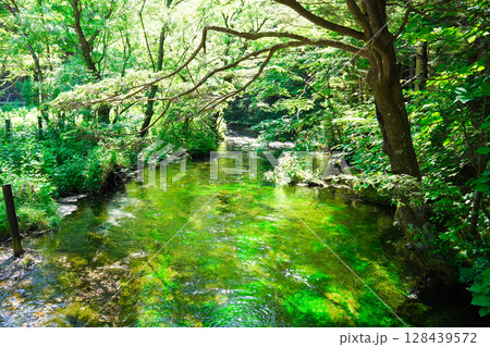 長野　上高地　透明度の高い小川の新緑 128439572