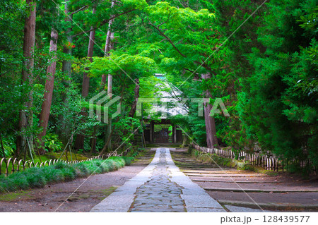 鎌倉五山第三位の古刹、寿福寺の苔むした石畳の参道 128439577