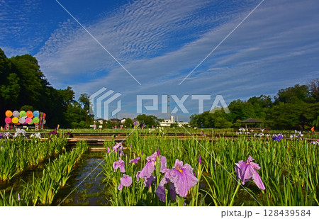 花菖蒲の花 花菖蒲の花 128439584