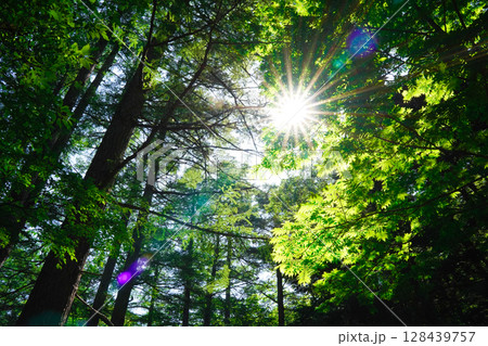 長野 上高地 森の中で輝く太陽 長野 上高地 森の中で輝く太陽 128439757