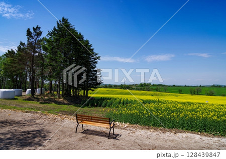 菜の花畑のベンチのある風景 ( 北海道 安平町 ) 128439847
