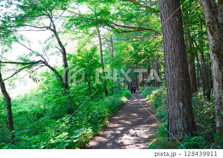 長野 上高地 新緑の森を歩く 長野 上高地 新緑の森を歩く 128439911