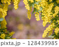 ミモザに囲まれた河津桜 128439985