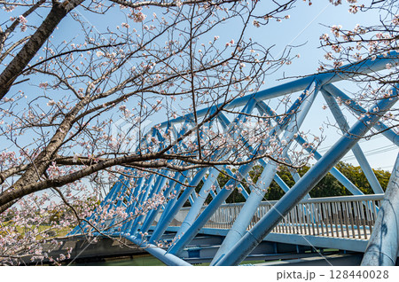 潮風の丘緑地 潮風橋と桜 潮風の丘緑地 潮風橋と桜 128440028