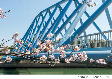 潮風の丘緑地 潮風橋と桜 潮風の丘緑地 潮風橋と桜 128440029