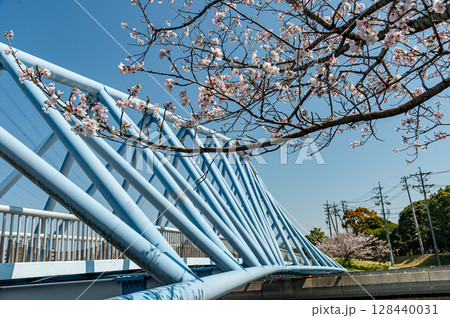 潮風の丘緑地 潮風橋と桜 潮風の丘緑地 潮風橋と桜 128440031